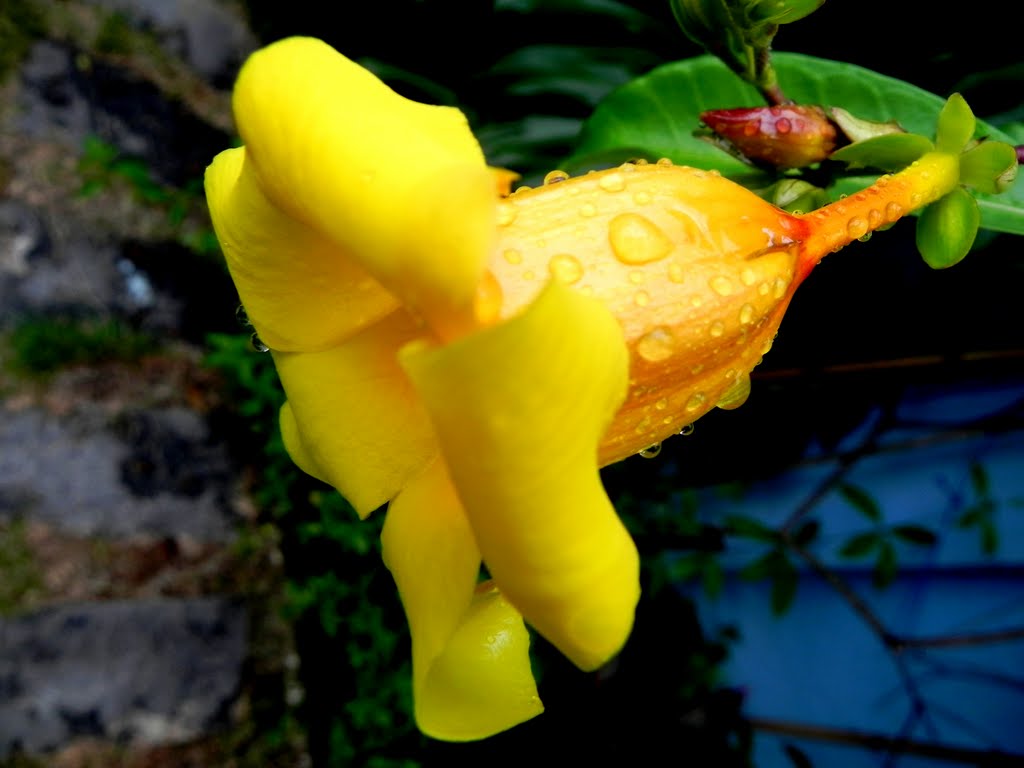 Alamanda (Allamanda cathartica) - P.Brisa - Guaratiba - RJ - Brasil by Mar rio natura