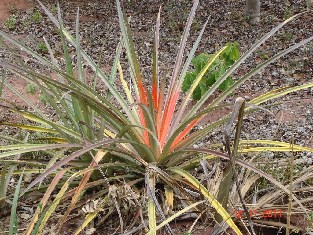 Buraco das Araras by Gustavo Spolon Caval…