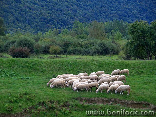 Herd by bonifacic