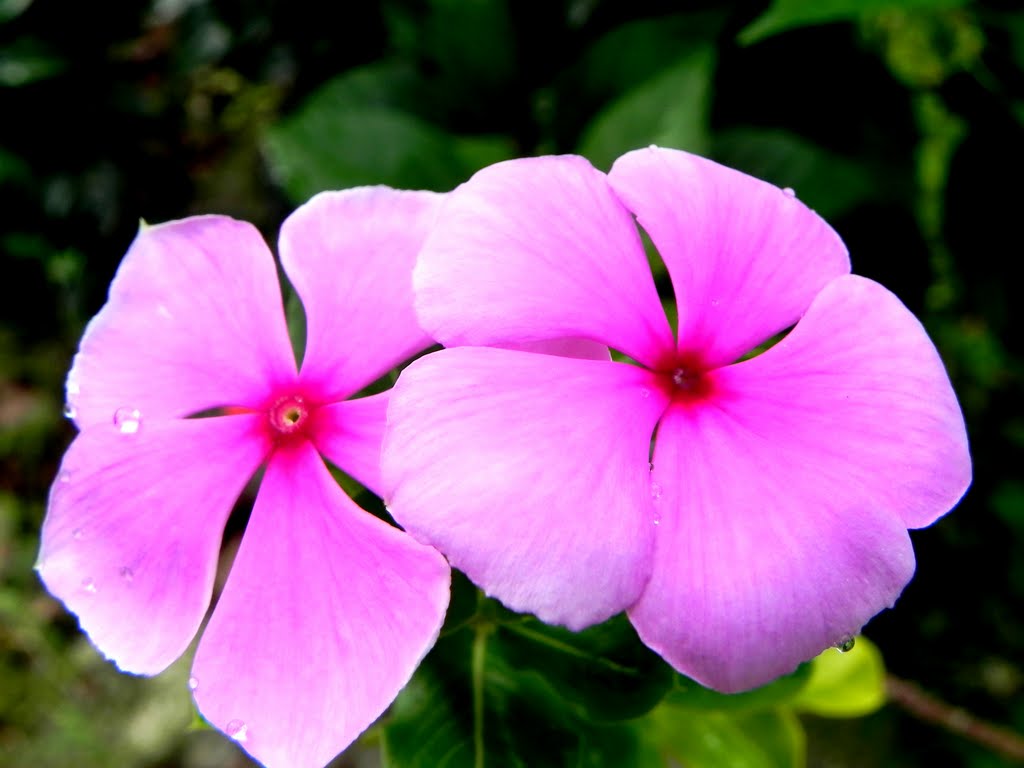 Vinca (Catharanthus roseus) - P.Brisa - Guaratiba - RJ - Brasil by Mar rio natura