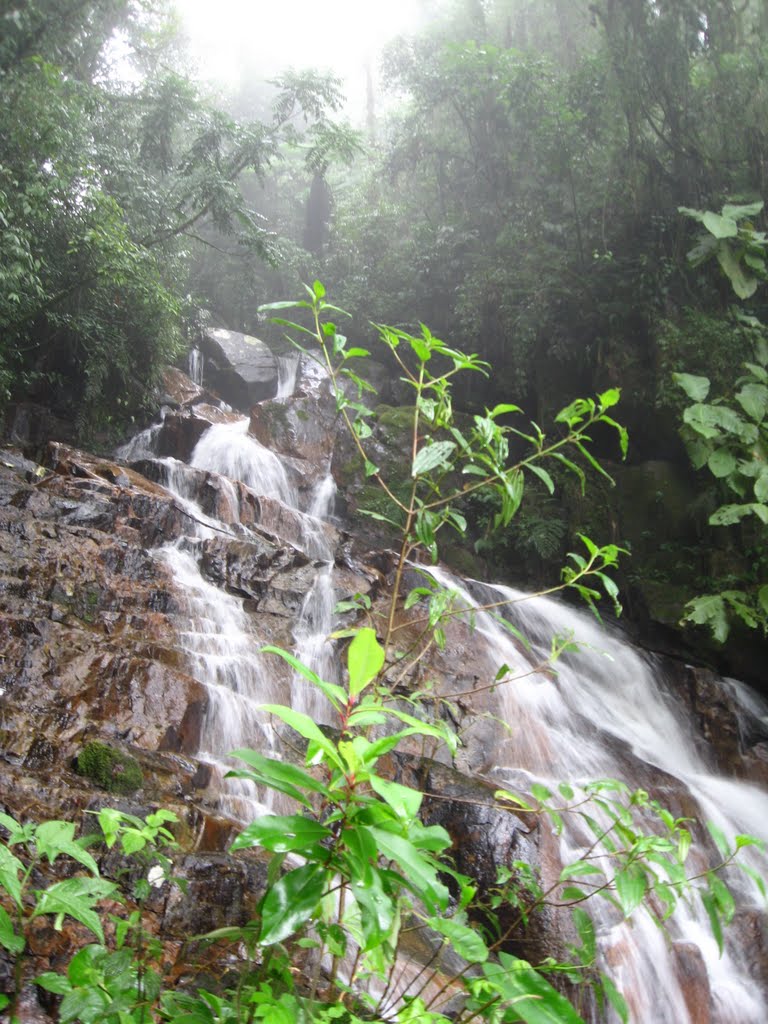 Rio Cascata - Estrada da Graciosa by Maiko Dias dos Santo…