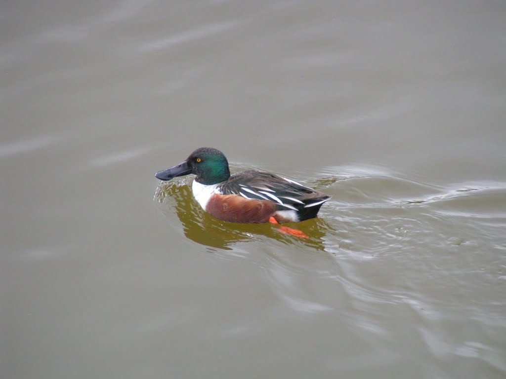 Northern Shoveler (male), Papago Pk, Phoenix, AZ. nov 28, 2003 by Tom Dudones