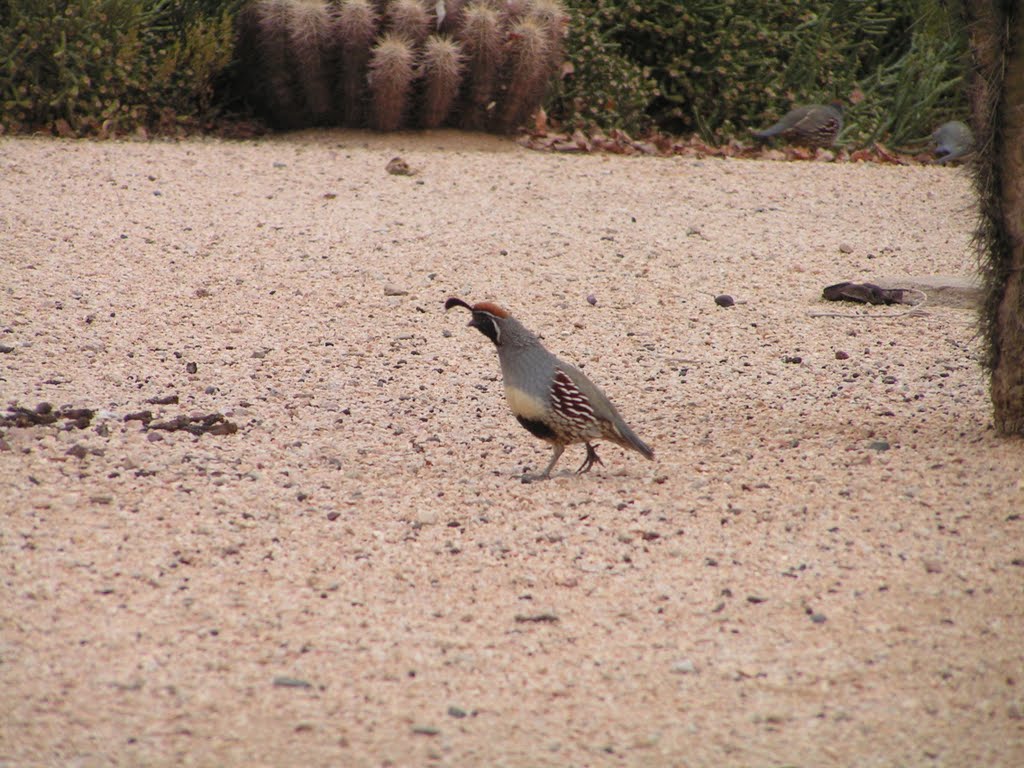 Gamble's Quail, Awatookee, AZ. nov 28, 2006 by Tom Dudones