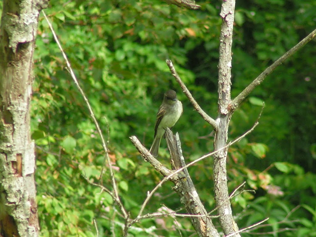 Eastern Phoebe. Saranac Lake HS, NY, july 29, 2004 by Tom Dudones