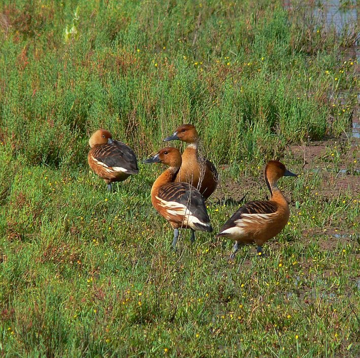 Fulvous Whistling Duck (Gelbbrust-Pfeifgans) by LeBoque