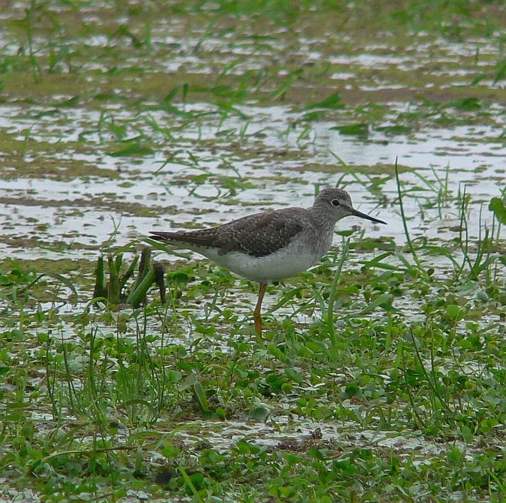 Lesser Yellowlegs (Kleiner Gelbschenkel) by LeBoque