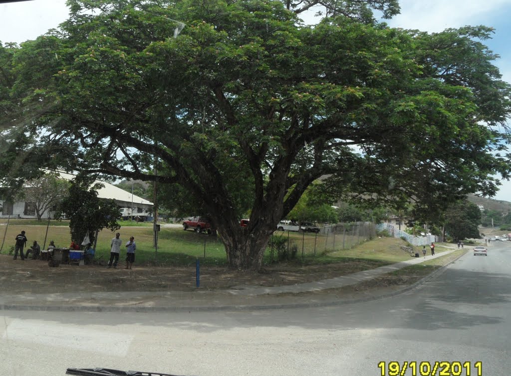 Passing large Shady Rain Tree on corner of Vitex Street from along Wards Road in HOHOLA area, on 19-10-2011 by Peter John Tate,