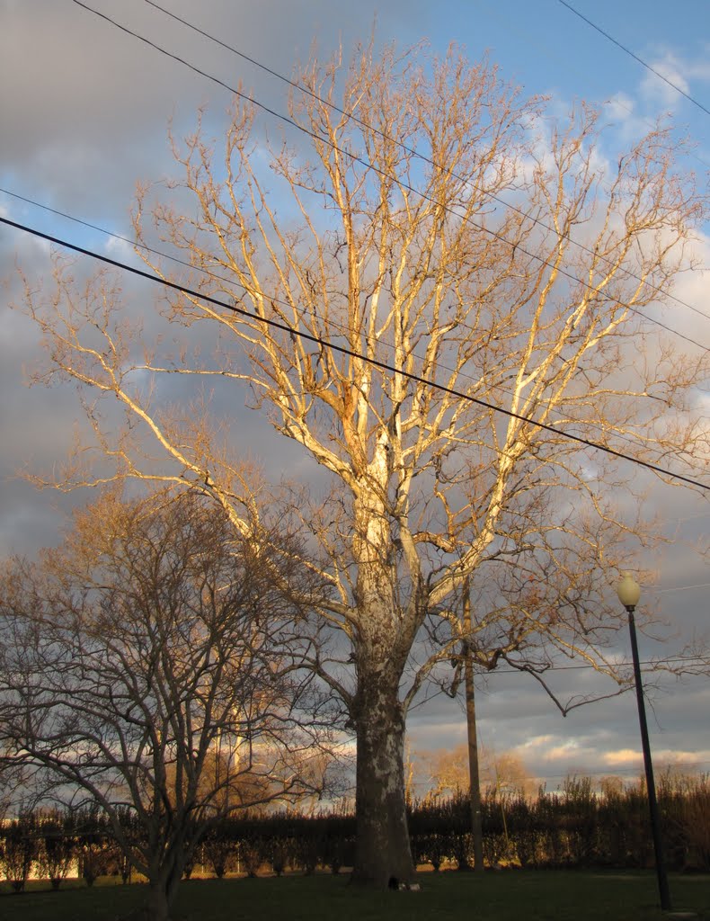 Millbrooke Avenue Sycamore by Chris Sanfino