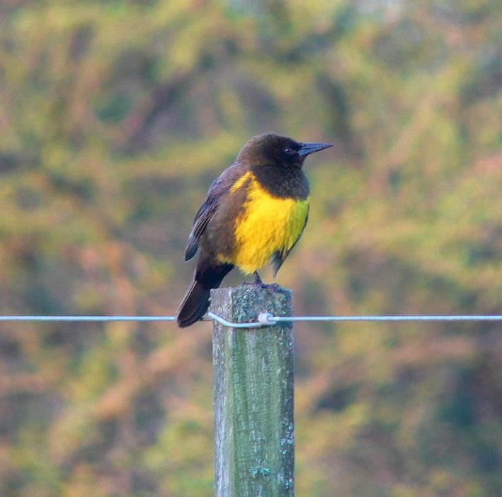 Brown and yellow Marshbird (Drachenstärling) by LeBoque