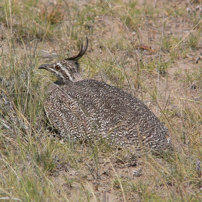 Elegant-crested Tinamou (Perlsteißhuhn) by LeBoque