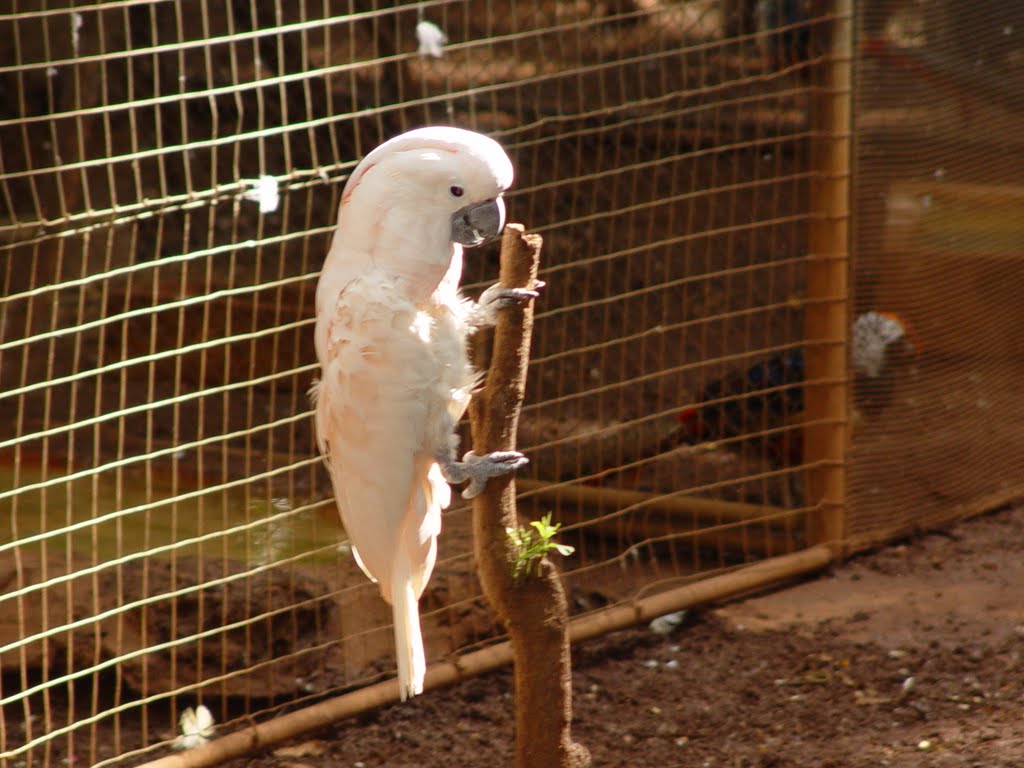 253<Perico Zoológico Parque Centenario, Mérida by Deboymas ©