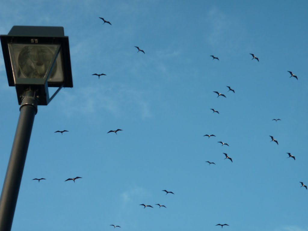 Bandada de gaviotas, Paseo de los Turistas by Alberto Thomas Brown