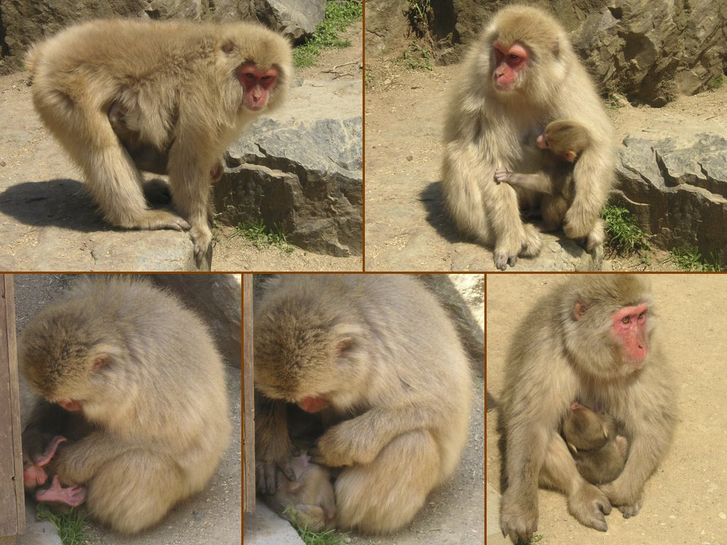 Snow Monkeys by Tropentier