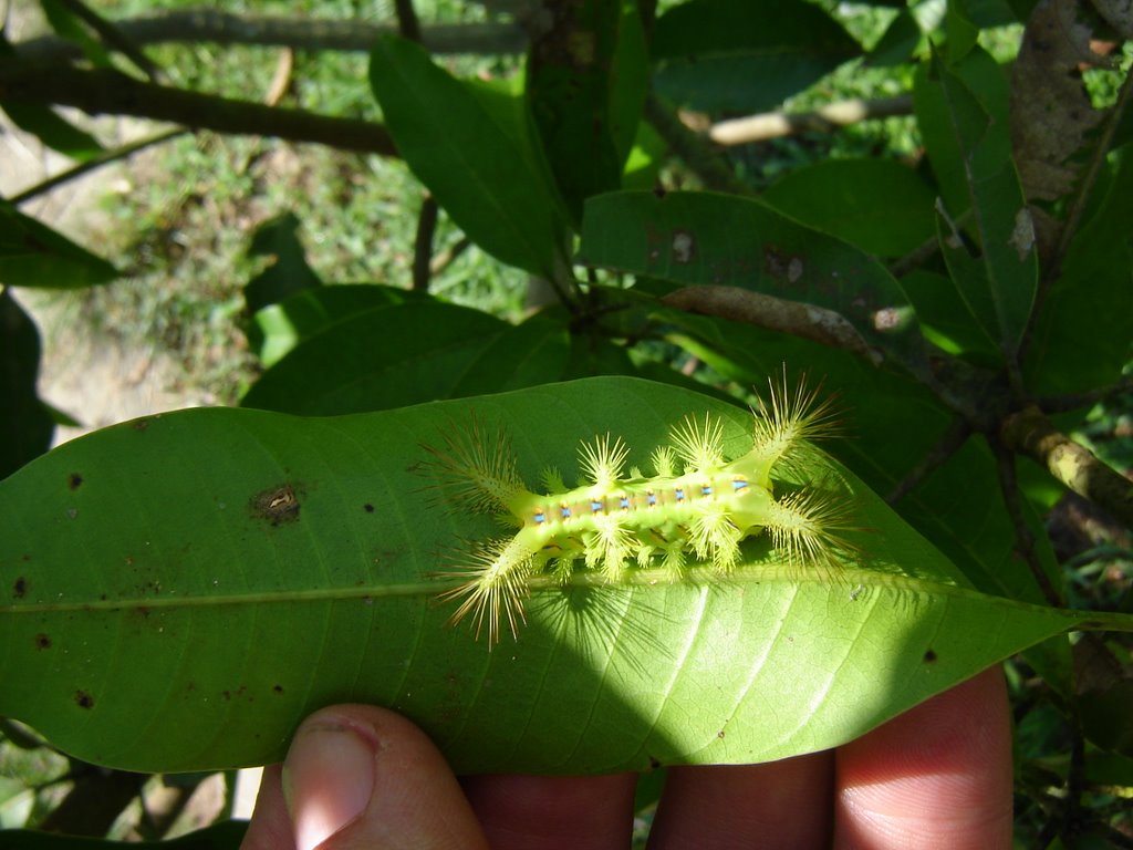 Limacoidae/ NP Mulu -Borneo by Ron Stachowiak