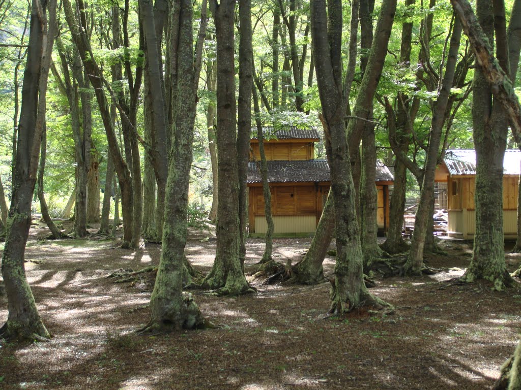 Bosque en Tierra de Fuego by Enkarnau