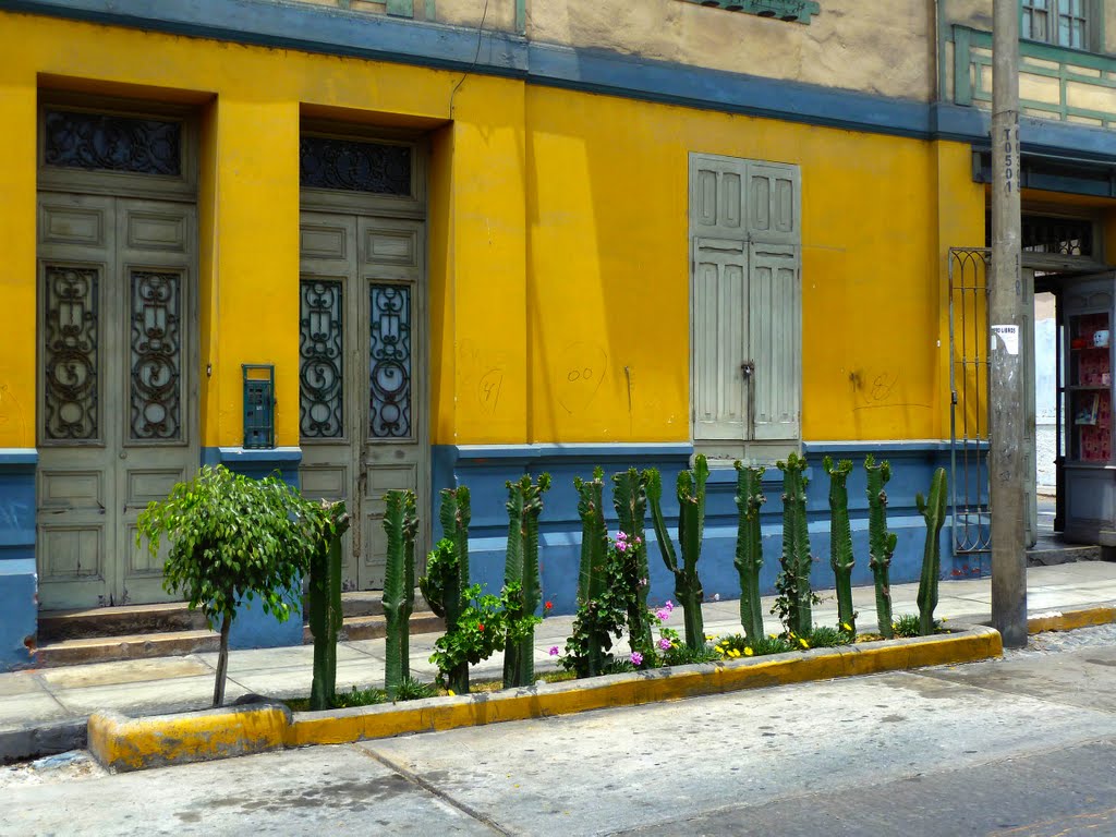 Fence of cacti by Eva Lewitus