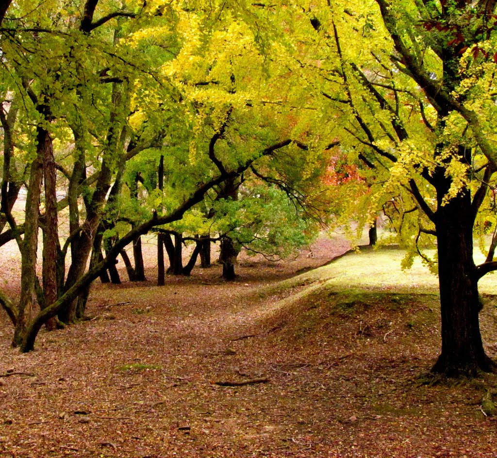 日本 奈良 奈良公園 Nara Park,Nara,Japan by Percy Tai  漆園童