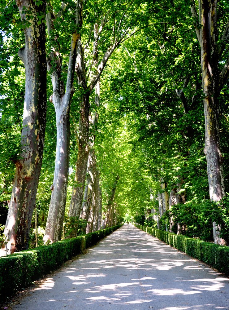 Jardín del Princípe / Princely Garden by Jim Spaulding