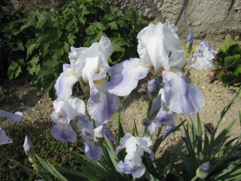 Iris dans la citadelle, Dun-sur-Meuse, Lorraine, France by TitTornade