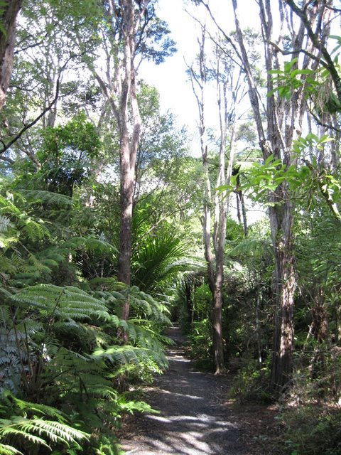 Nihotupu, Auckland 0604, New Zealand by Francois Terblans