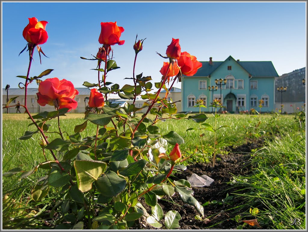 Roses. by V@dim Levin