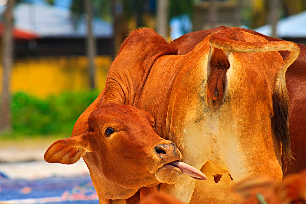 Crazy cow on nungwi beach by sauro1972