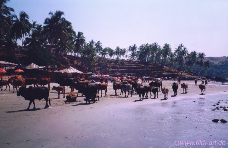 Beastly beach combers on Vagator Beach, Goa, India by bastian birk