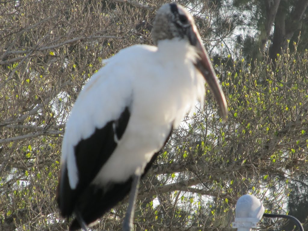 Snow Stork on Roof Top by petesphotos