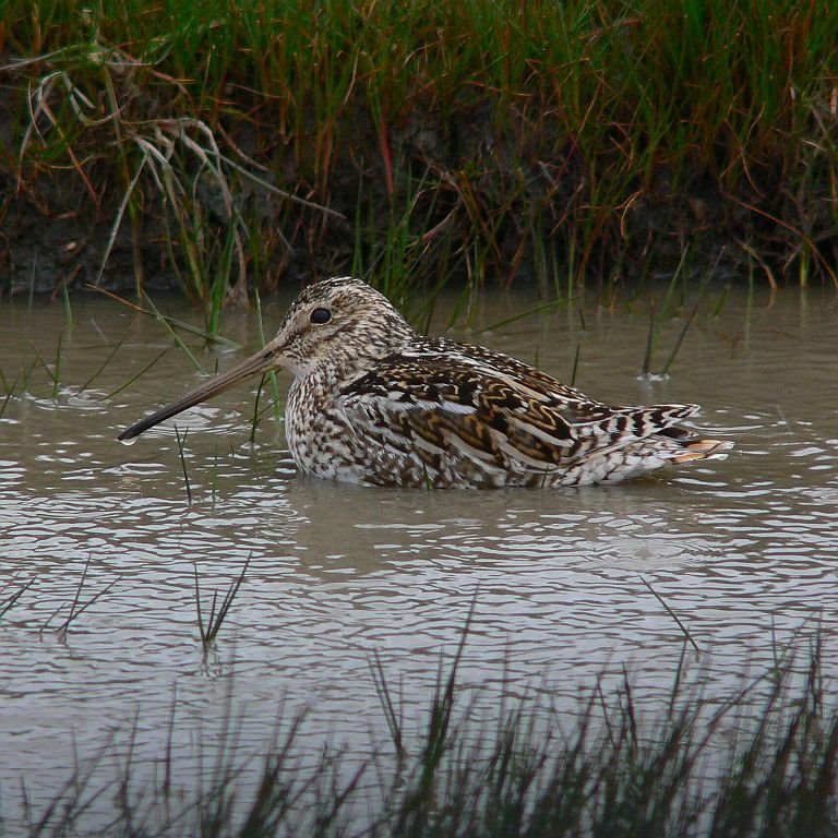 Magellanic Snipe (Azara-Bekassine) by LeBoque