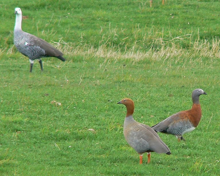 Upland, Ruddy- & Ashy-headed Goose (Magellan-, Rot- & Graukopfgans) by LeBoque