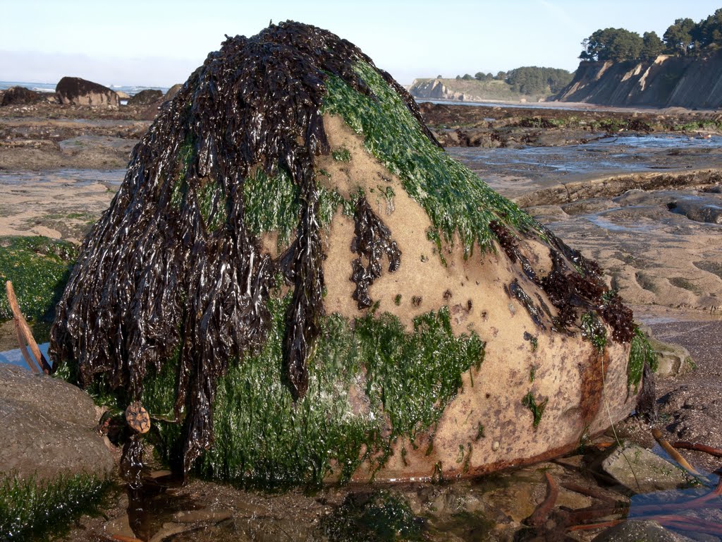 Low tide by Kathleen Bishop