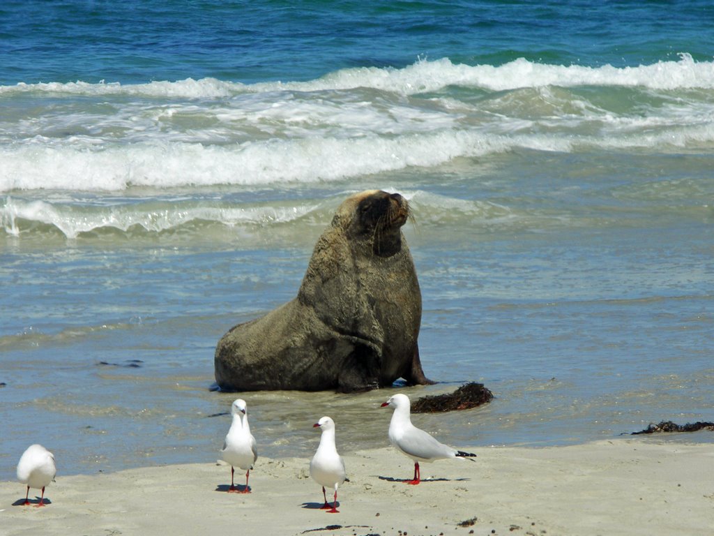 Seal Bay, Kangaroo Island by S & S Markham