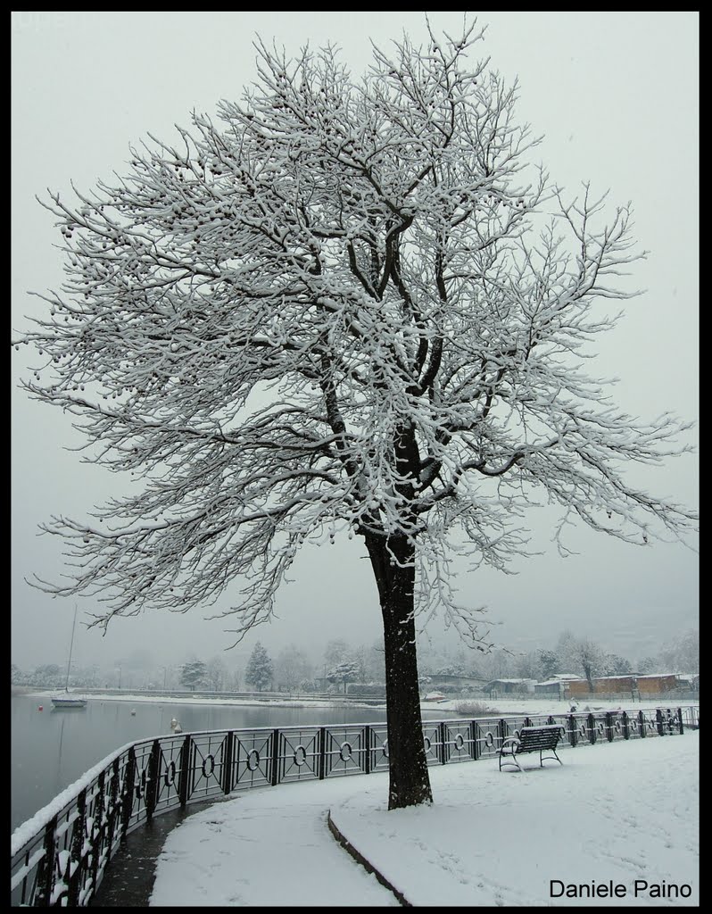 Iced tree© Studio Tecnico Geometra Paino Daniele di Sorico by ©Paino Geom. Daniele