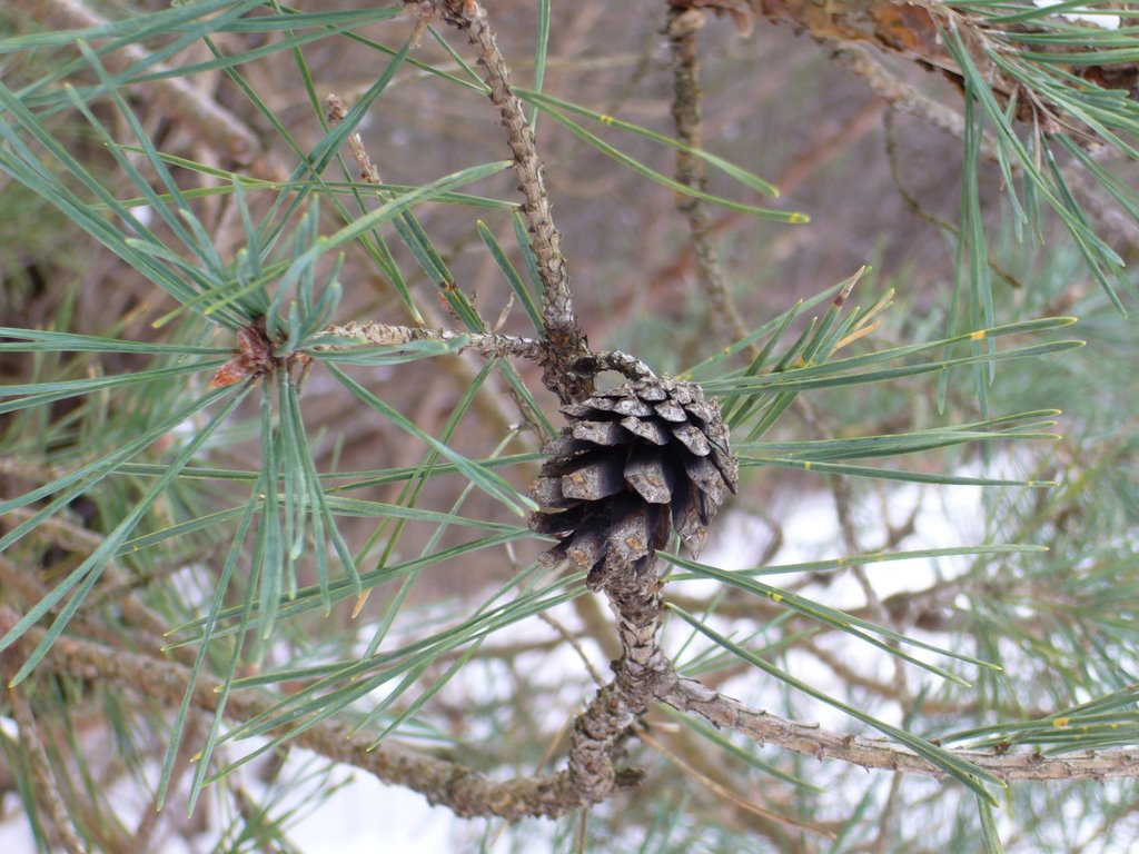 Pine Cone - Whitnall Golf Course by robbie_tar