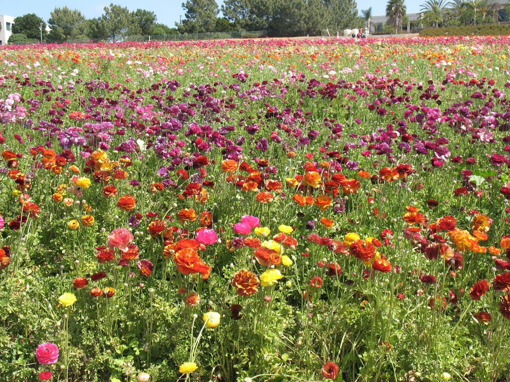 FLOWER FIELDS CARLSBAD, CA. by wildomarjohn