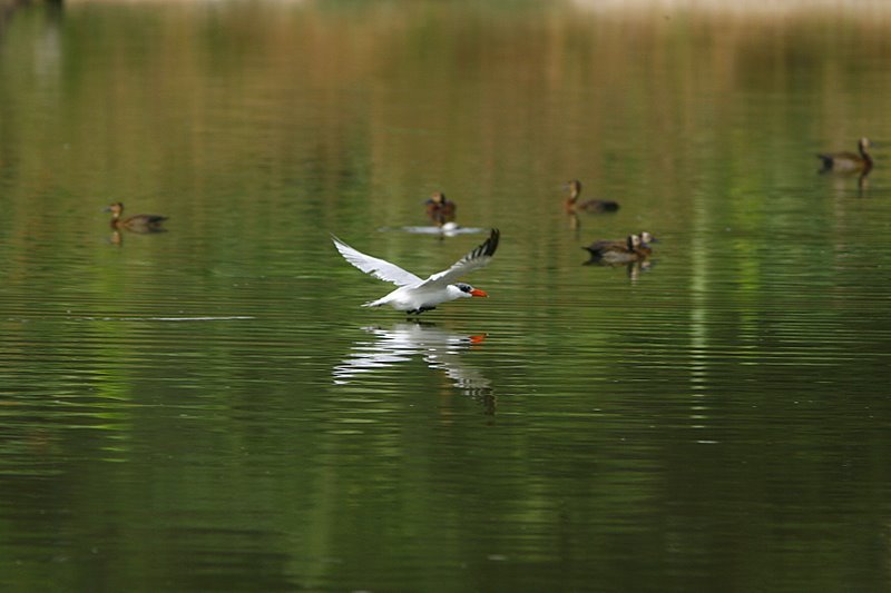 Caspian Tern by Zuicci