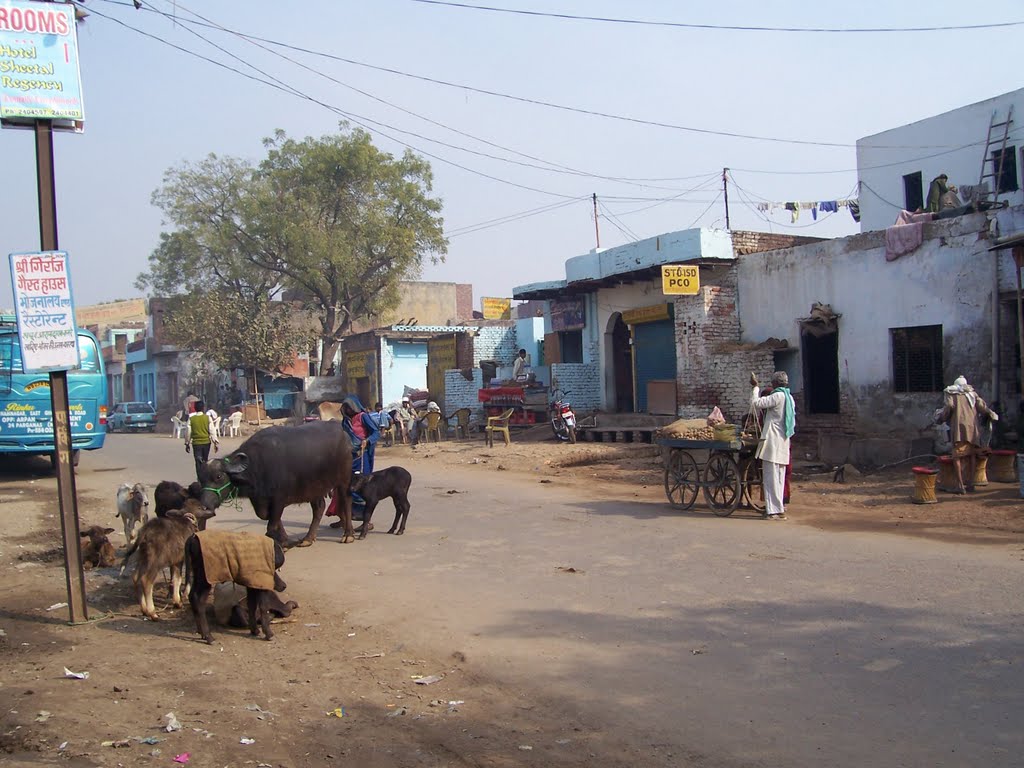 Livestock and people on the streets of Mathura by Cneil