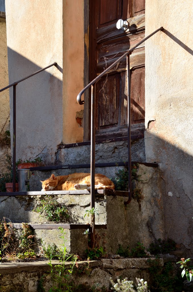 Le chat de Piène Haute by violapinnata