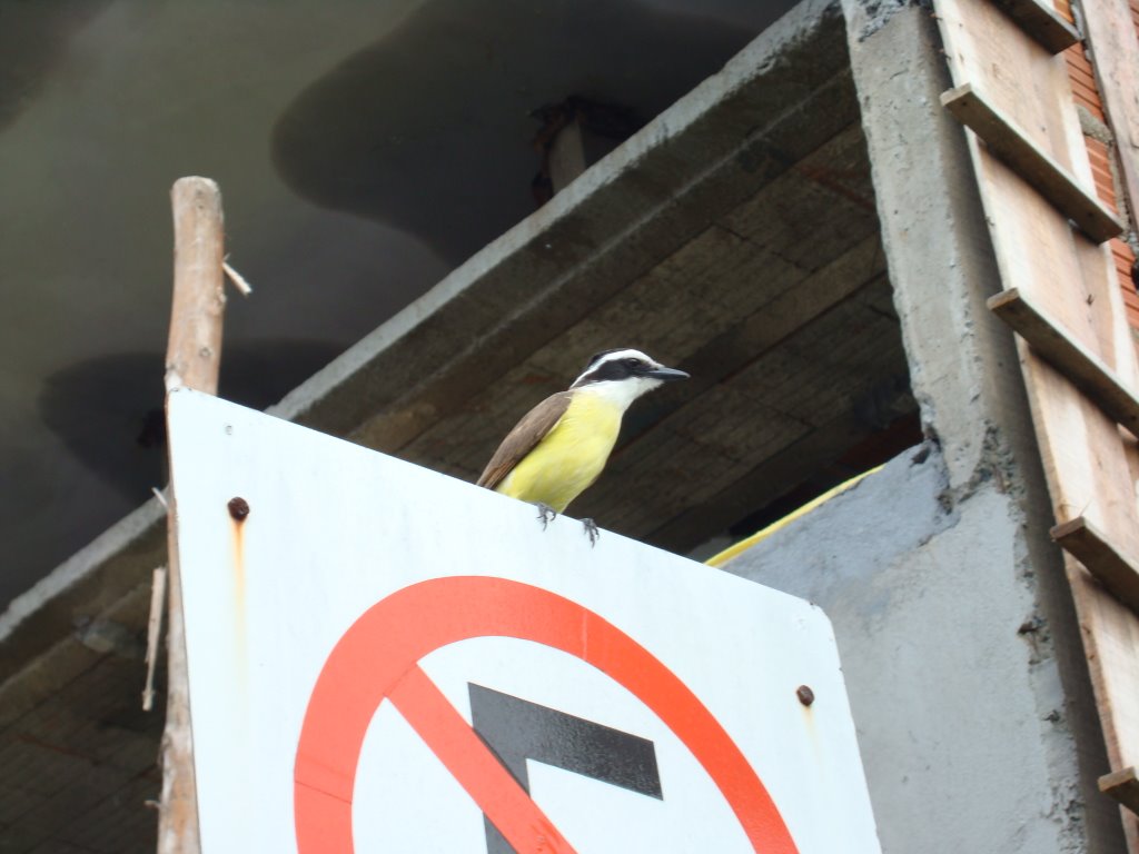 A Glowing Bird Searching For Some Feed In The City by Ricardinho Andrade