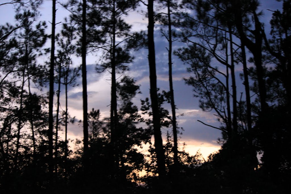 Through the trees by Jake Bock