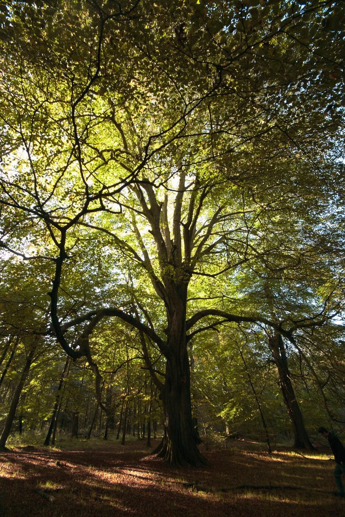 Savernake beech by ian.r