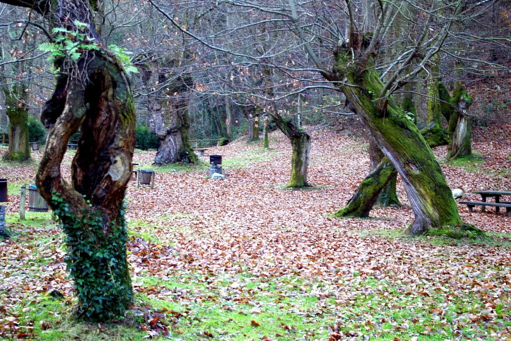 Area Recreativa de Vigonzalez, Belmonte de Miranda, Asturias by Antonio Alba