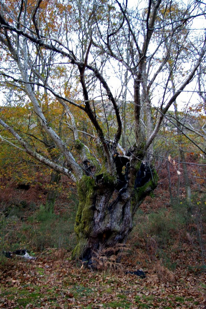 Area Recreativa de Vigonzalez, Belmonte de Miranda, Asturias by Antonio Alba