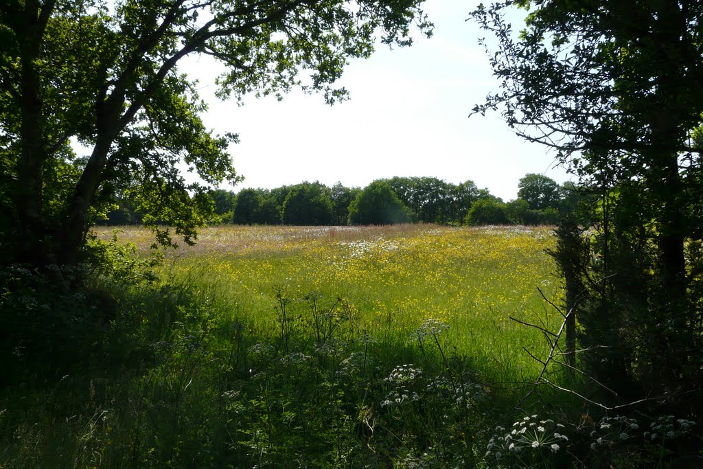 Saint-Joachim, prairie naturelle près de la Chaussée Neuve by tofil44