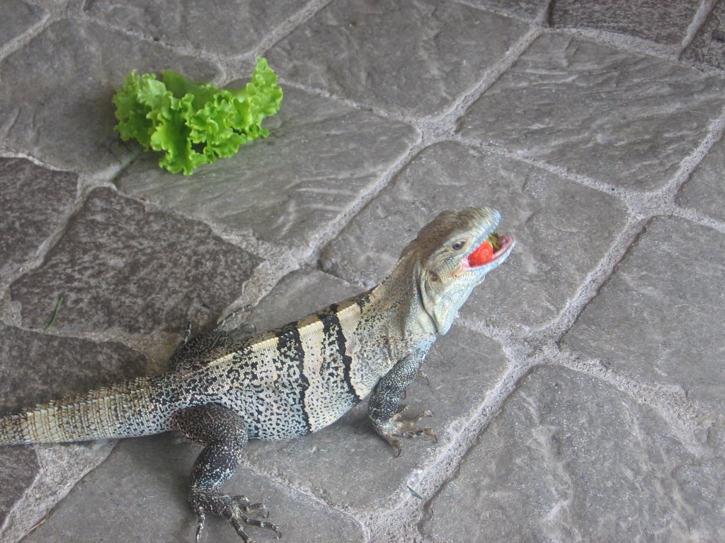 Iguana comiendo una fresa-Hotel Marriott Los Sueños,Playa Herradura by alitomar