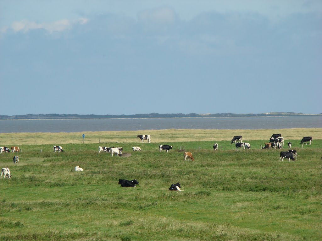 Ostfriesland ( Wattenmeer ) August 2011 by DortmundWestfalica