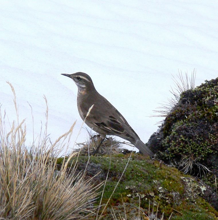 Grey-flanked Cinclodes (Grauflanken-Uferwipper) by LeBoque