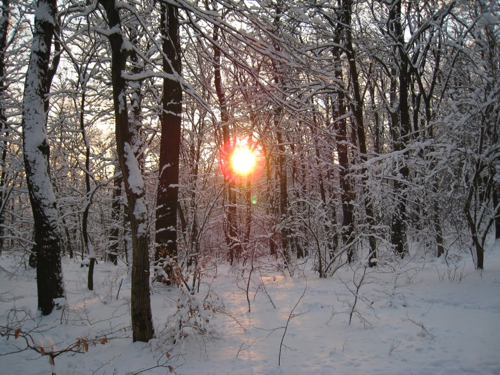 Verschneiter Wienerwald by derRadler