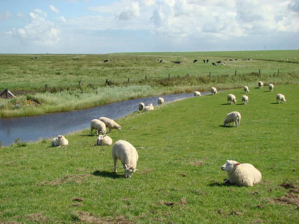 Ostfriesland (Schafe weiden am Deich) August 2011 by DortmundWestfalica