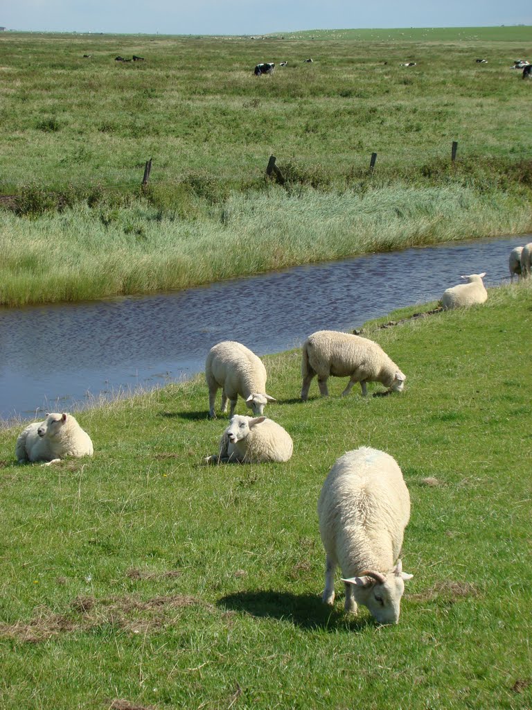 Ostfriesland (Schafe weiden am Deich) August 2011 by DortmundWestfalica